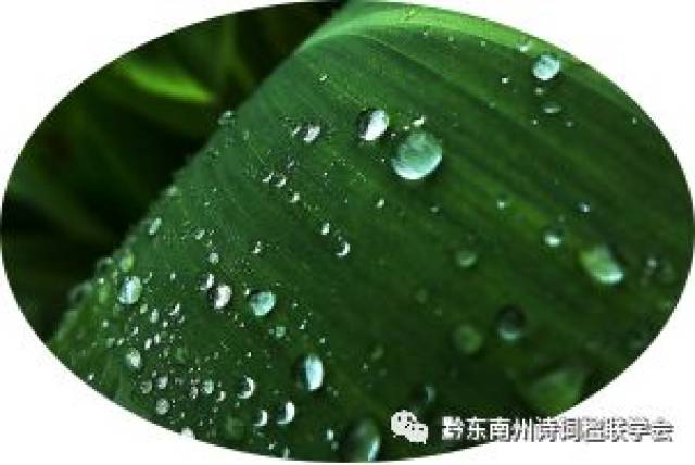 雨打芭蕉词曲谱_雨打芭蕉古筝曲谱(3)