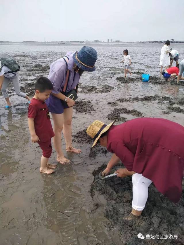 无惧酷暑数千人组团曹妃甸挖蛤,爆炒花蛤称霸家常小海鲜