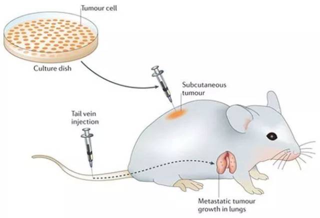 人类肿瘤细胞系或患者源性肿瘤移植到免疫缺陷小鼠体内的肿瘤动物模型