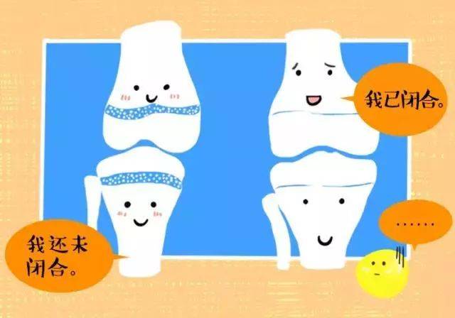 (2)骨骺线要未闭合 骨骺线是骨骺与干骺端之间的软骨,在骨骺