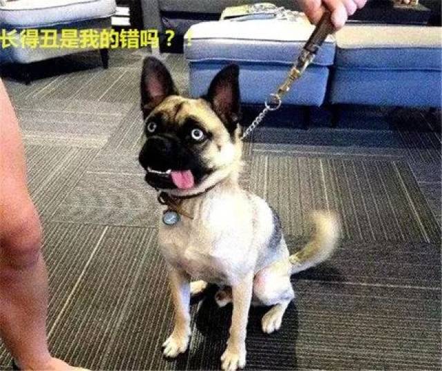 直视我崽种!表情包