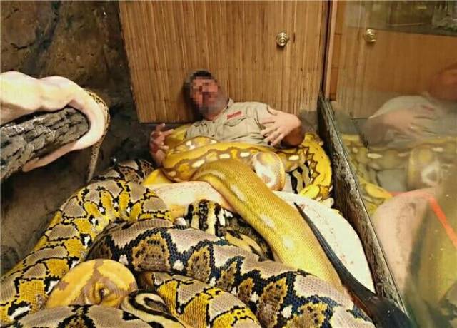 男子迷恋上大蛇 将多条比腿粗的巨蟒当被子盖!
