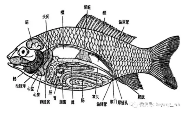 在弄清楚这个问题前,我们需要了解鱼类的身体结构