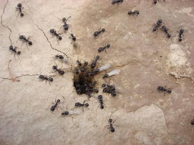 大军扎营,突然看见一群蚂蚁,将军面色大变:全军撤退,违令者斩