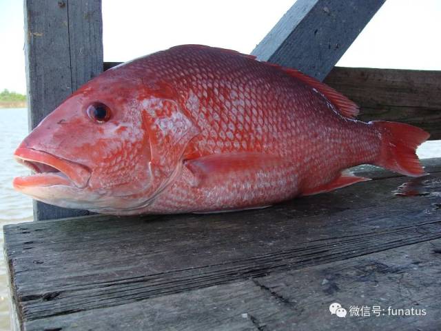 西大西洋笛鲷 / red snapper