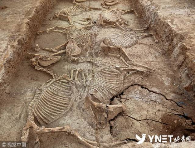 河南三门峡发现春秋时期古墓群 经3个月发掘出土文物近500件