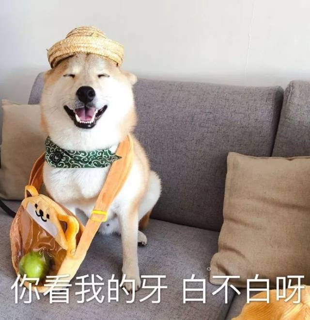 表情包|一只叫做芋圆的魔性柴犬