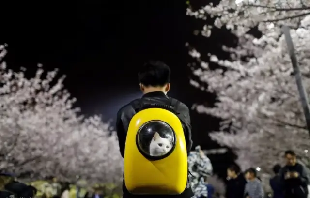 Gap一年柳暗花明,同济学霸哥大Offer斩获记