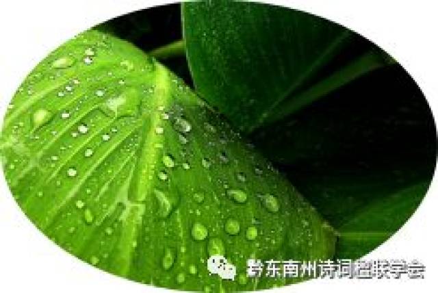 雨打芭蕉词曲谱_雨打芭蕉古筝曲谱(3)