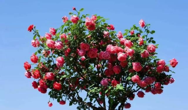 使用山生的蔷薇科植物山木香为砧木,形成树干,在上面嫁接各种月季
