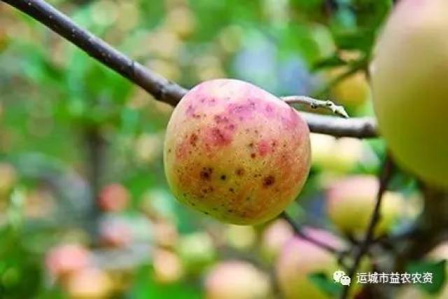 炭疽病菌引起的苹果叶枯病初期症状为黑色坏死病斑,在高温高湿条件下