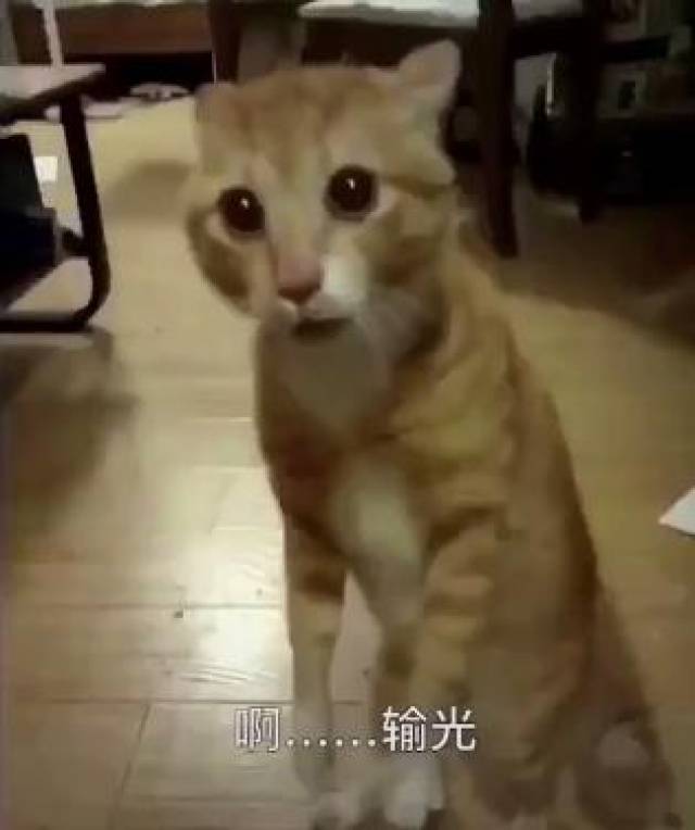 抖音德国队输了啊猫粮都输光了猫咪表情包-搞笑频道-手机搜狐