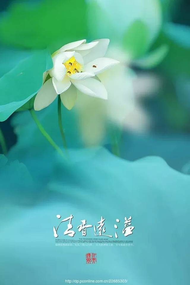 朗诵:心静,便是菩提