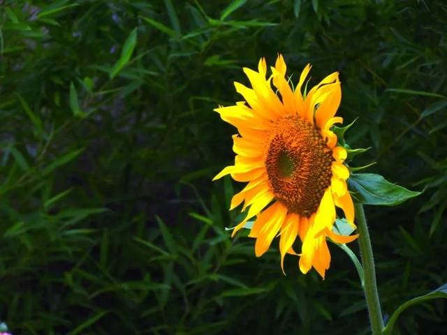 向日葵什么时候开花一天之内 20fdbaba51ea4c2585ef6836a91f59f7.jpeg