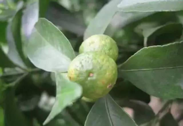 降雨频繁,当心柑橘脂点黄斑病肆虐!