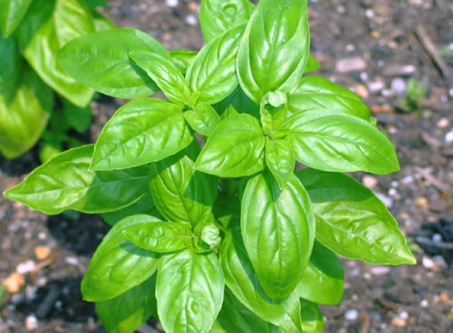 怕蚊虫叮咬吗?这五款网红"驱蚊植物"了解下