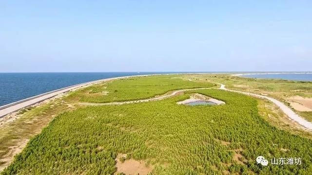 潍坊滨海旅游度假区竟然有片这样的"海"!