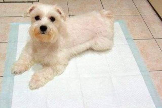 狗狗独自在家喜欢随地大小便怎么办?