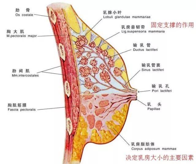 所以,乳房的坚挺与否,与乳房悬韧带,结缔组织和脂肪以及皮肤的紧致度