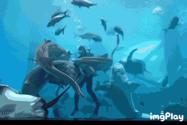 和我们的海豚宝宝们的精彩表演!