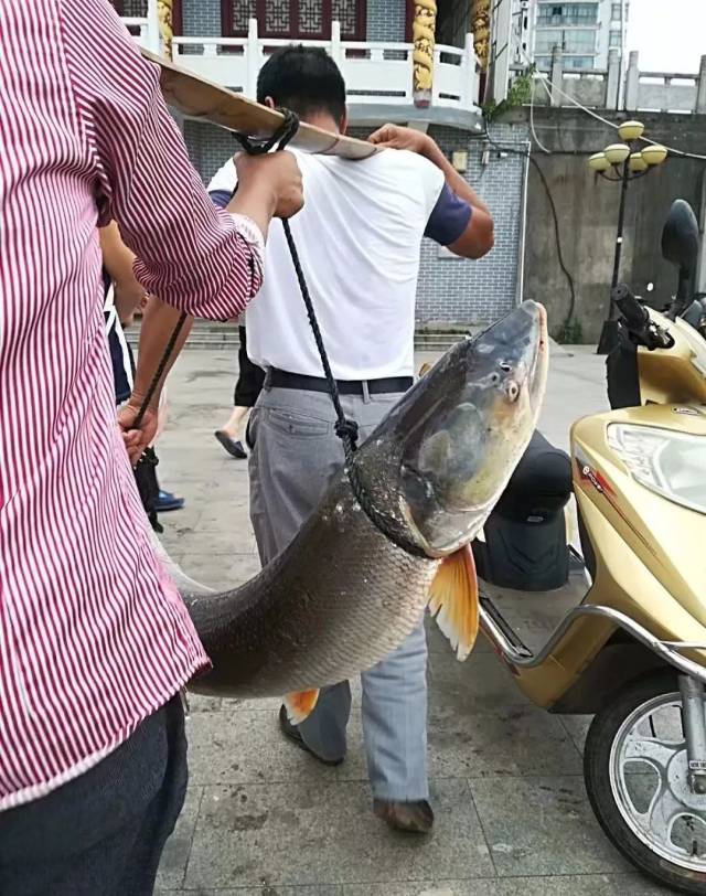 今早,赣江里捕上来2条大鱼!最大的有66斤!有图有视频