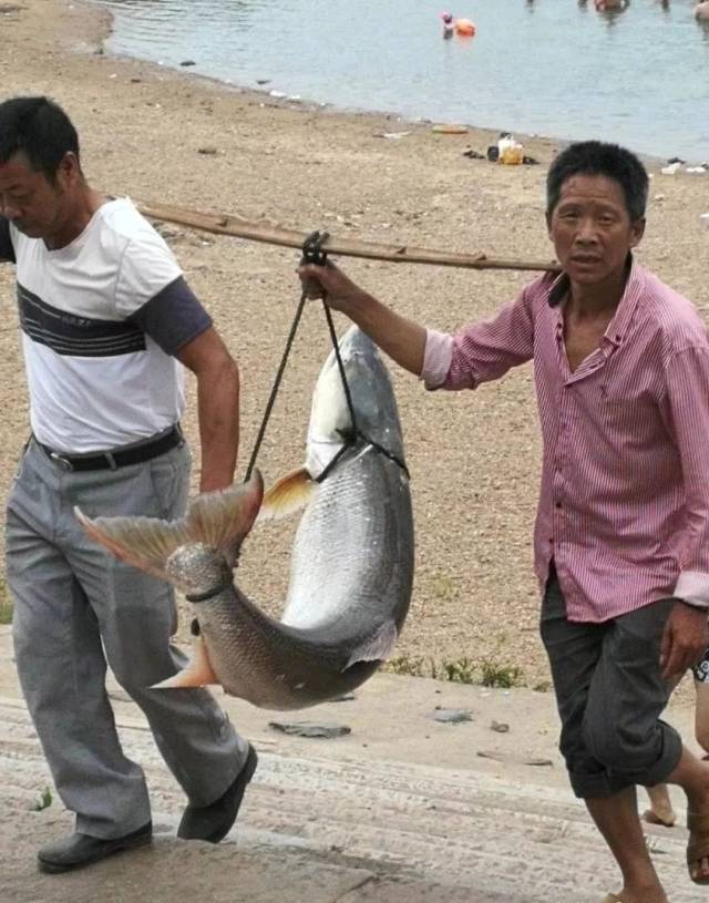 今早,赣江里捕上来2条大鱼!最大的有66斤!有图有视频