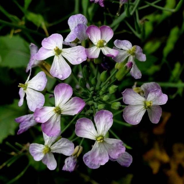 原来蔬菜开花时的样子这么美,太惊艳了!