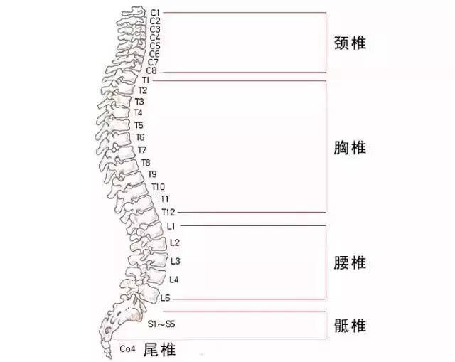 【逸和源养生】脊椎不好百病生!掌握这一招,缓解腰背疼痛,提升活力