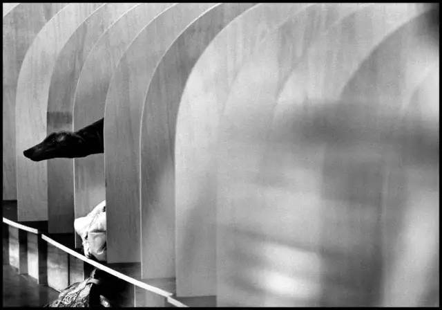 艾略特·厄威特(elliott erwitt)镜头里的狗