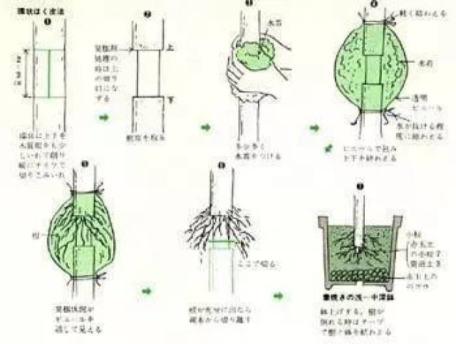 1,适合地上压条繁殖的植物:夹竹桃,栀子,迎春,葡萄,蜡梅,瑞香,牡丹