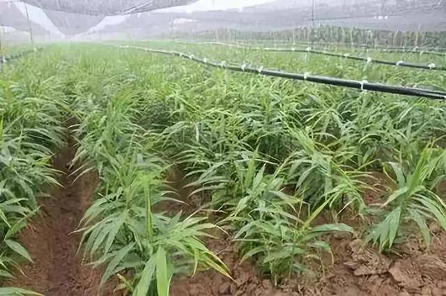 生姜田发生除草剂,这些千万要使用!注意药害后v生姜?时尚银耳坠图片