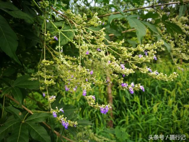 黄荆条全身是宝.其根,茎根,茎性味苦,微辛,平.叶性味苦,凉.