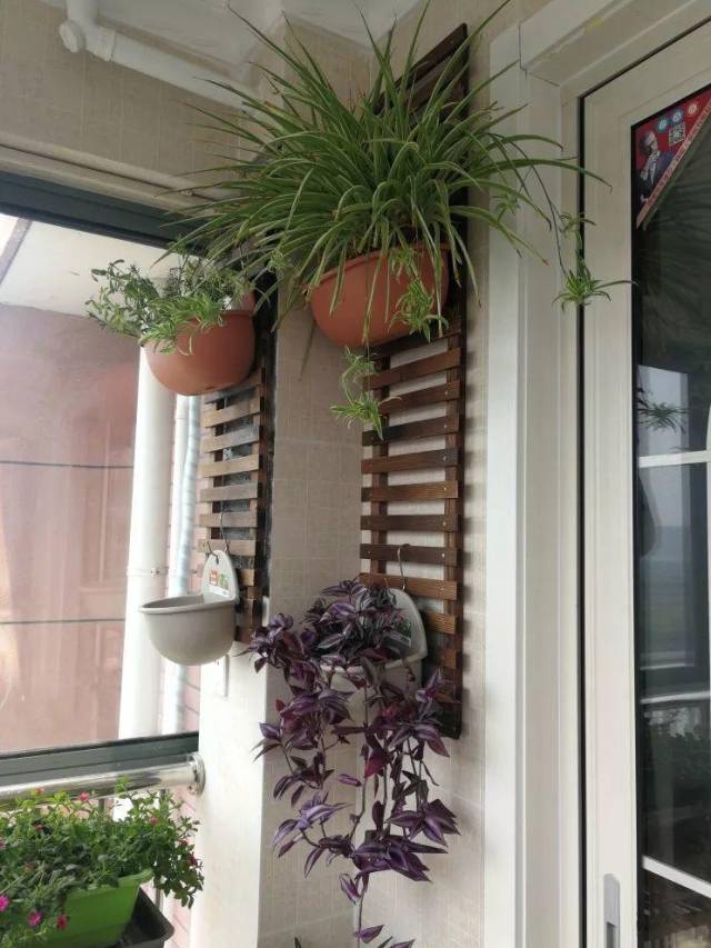 觉得悬挂花盆风险大的花友,还可以选择更加稳固的壁挂式花盆,屏风