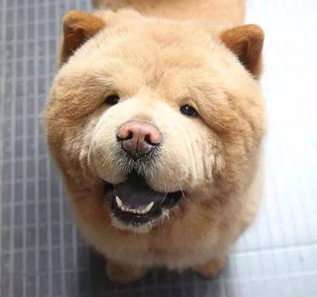壁纸 动物 狗 狗狗 640_599