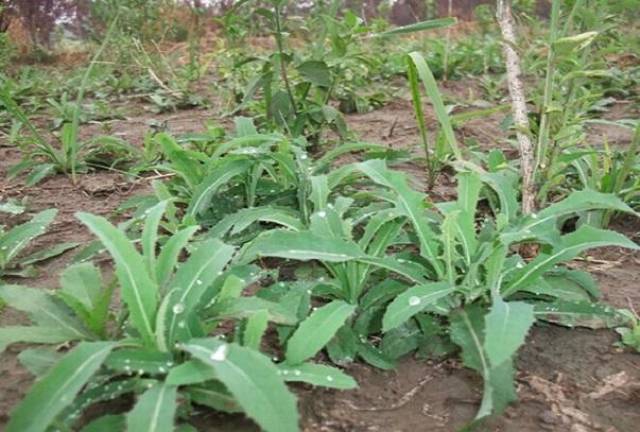 农村特色野菜,清热解毒,凉血止血,祛湿降压—苦苣菜栽培技术