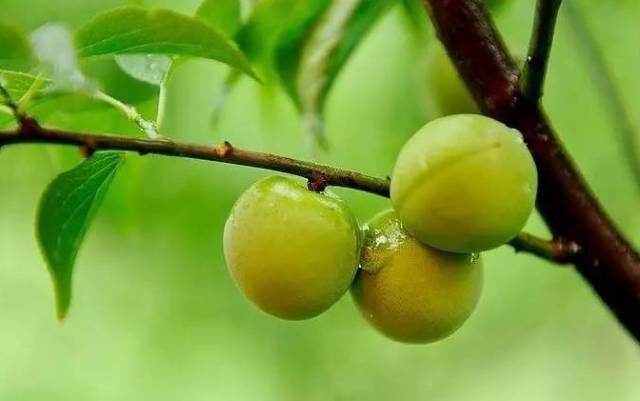 大学生回乡创业,种植果梅树搞农家乐,一年收入过百万