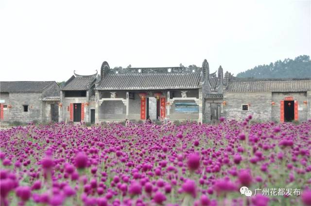 港头村位于广州市花都区东北部, 原名为港洲村,"洲"取小岛之意.