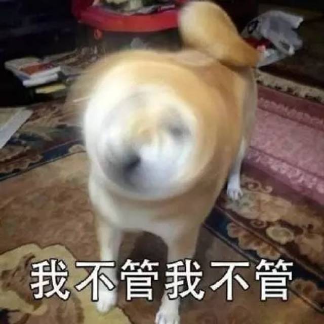 魔性狗子表情包!全属精品!_手机搜狐网