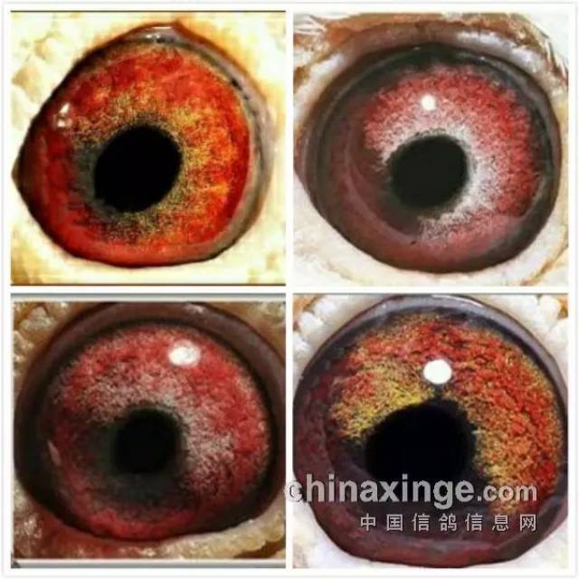 黄金配对中的超级种鸽眼以及快速鸽的鸽眼鉴赏