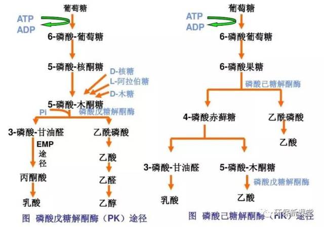 ed 途径是在研究嗜糖假单胞菌时发现的,在 ed 途径中,葡萄糖 -6