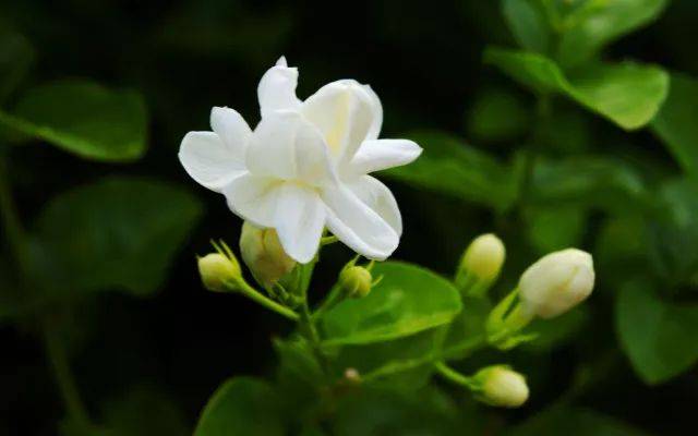 茉莉  