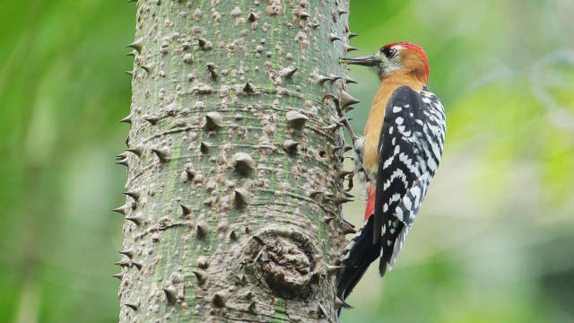 啄木鸟每天啄树几万次,为什么还不会得脑震荡?