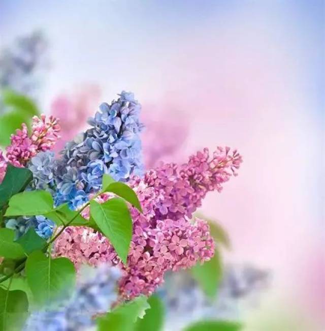 丁香花开妙用的丁香图片