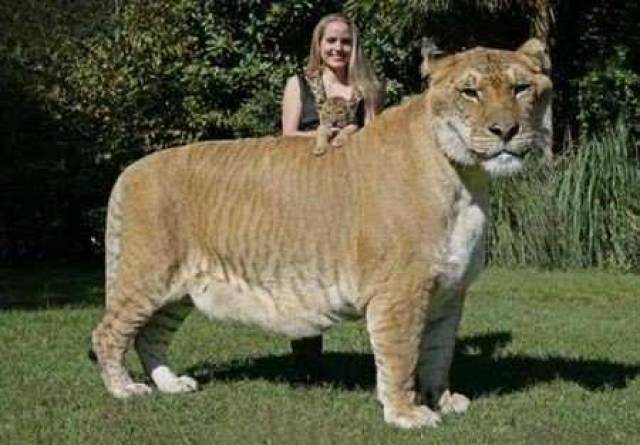 狮子老虎看上去差别很大却能生下狮虎兽,人与猩猩能繁衍下一代吗