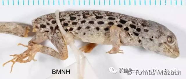 【东邪图鉴】pristurus锯尾虎属:蝎子守宫scorpion tailed geck