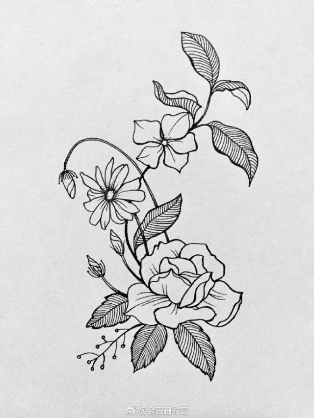 干货:教你画一幅线描植物_手机搜狐网