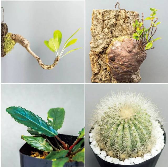 日本家居植物呈"奇葩风",或许你的多肉也该下线了|日本·文化