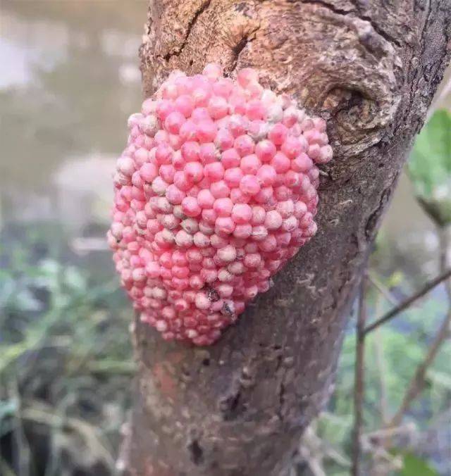 嘉兴某河道现大量螺蛳,密密麻麻!千万不要吃,严重或痴呆!