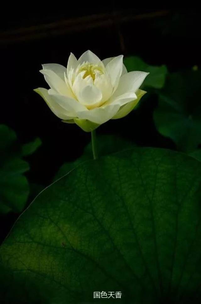 我在一朵莲花里 闭关(深刻美文!)