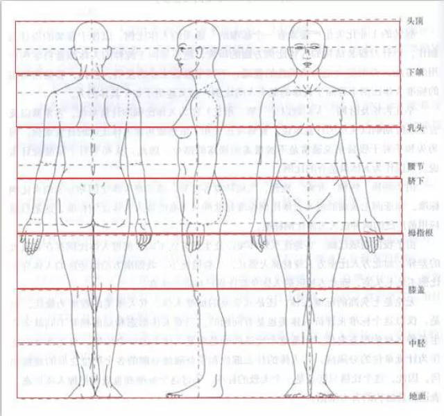 从上图我们能够清楚的看到人体各部位之间,大致的头身比例关系.